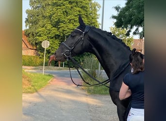 Trakehner, Caballo castrado, 7 años, 164 cm, Negro