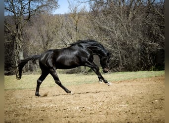 Trakehner, Caballo castrado, 7 años, 164 cm, Negro