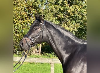 Trakehner, Caballo castrado, 7 años, 164 cm, Negro