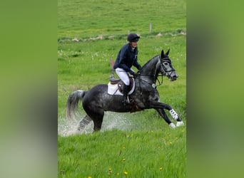 Trakehner, Caballo castrado, 7 años, 164 cm, Tordo