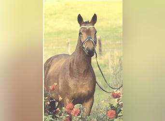 Trakehner, Caballo castrado, 7 años, 165 cm, Castaño