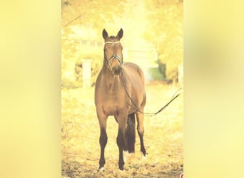 Trakehner, Caballo castrado, 7 años, 165 cm, Castaño