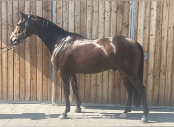 Trakehner, Caballo castrado, 7 años, 165 cm, Castaño oscuro