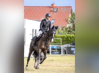 Trakehner, Caballo castrado, 7 años, 165 cm, Morcillo