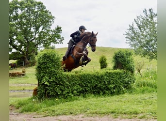 Trakehner, Caballo castrado, 7 años, 167 cm, Alazán-tostado