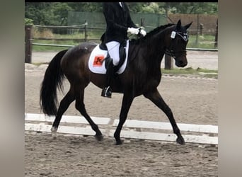 Trakehner, Caballo castrado, 7 años, 168 cm, Castaño