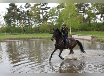 Trakehner, Caballo castrado, 7 años, 172 cm, Castaño oscuro