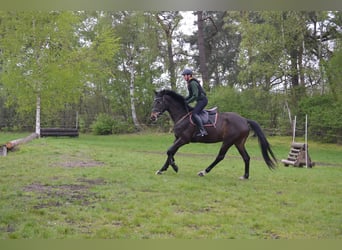 Trakehner, Caballo castrado, 7 años, 172 cm, Castaño oscuro