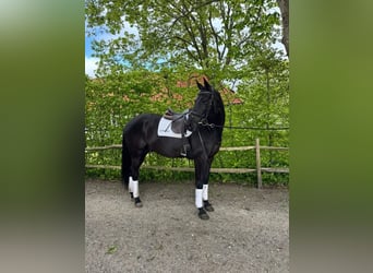 Trakehner, Caballo castrado, 7 años, 172 cm, Negro