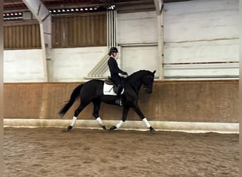 Trakehner, Caballo castrado, 7 años, 172 cm, Negro