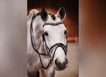 Trakehner, Caballo castrado, 7 años, 173 cm, Tordo