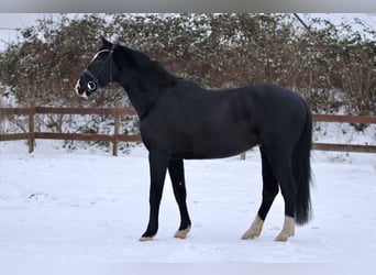 Trakehner, Caballo castrado, 7 años, 174 cm, Negro