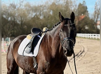 Trakehner, Caballo castrado, 7 años, 174 cm, Negro