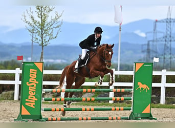 Trakehner, Caballo castrado, 7 años, 175 cm, Alazán