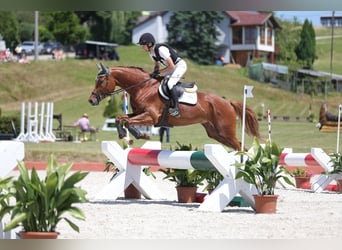 Trakehner, Caballo castrado, 7 años, 175 cm, Alazán