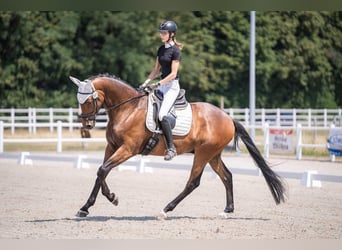 Trakehner, Caballo castrado, 7 años, 176 cm, Castaño