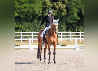 Trakehner, Caballo castrado, 7 años, 176 cm, Castaño