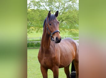 Trakehner, Caballo castrado, 7 años, 176 cm, Castaño