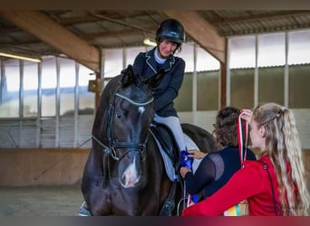 Trakehner, Caballo castrado, 7 años, 176 cm, Negro