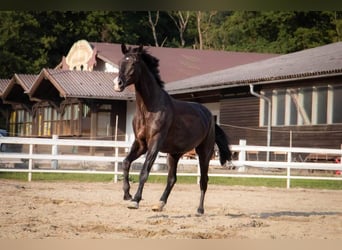 Trakehner, Caballo castrado, 7 años, 176 cm, Negro