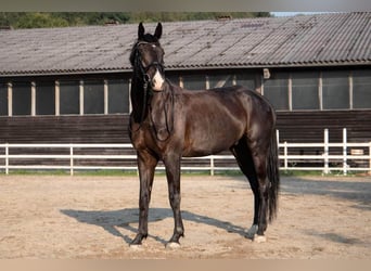 Trakehner, Caballo castrado, 7 años, 176 cm, Negro