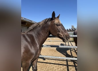 Trakehner, Caballo castrado, 8 años, 156 cm, Alazán-tostado