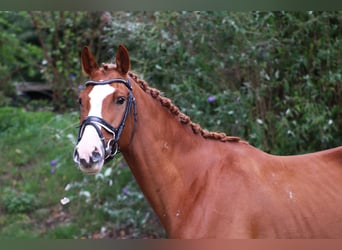 Trakehner, Caballo castrado, 8 años, 162 cm, Alazán