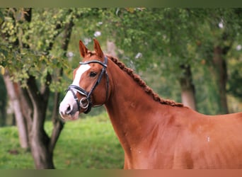 Trakehner, Caballo castrado, 8 años, 162 cm, Alazán