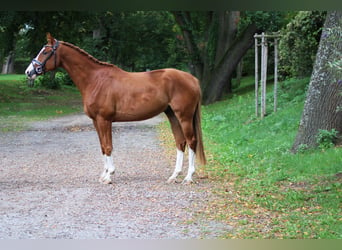 Trakehner, Caballo castrado, 8 años, 162 cm, Alazán