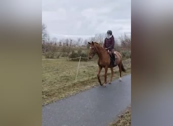 Trakehner, Caballo castrado, 8 años, 167 cm, Alazán