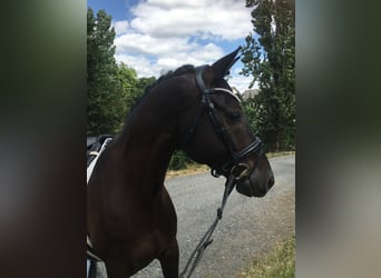 Trakehner, Caballo castrado, 8 años, 167 cm, Castaño oscuro