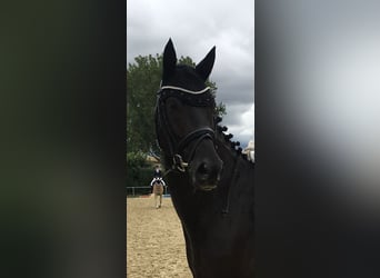 Trakehner, Caballo castrado, 8 años, 167 cm, Castaño oscuro