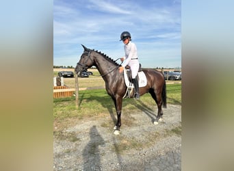 Trakehner, Caballo castrado, 8 años, 167 cm, Castaño oscuro