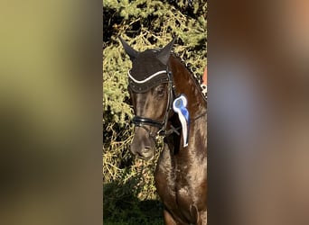 Trakehner, Caballo castrado, 8 años, 167 cm, Castaño oscuro