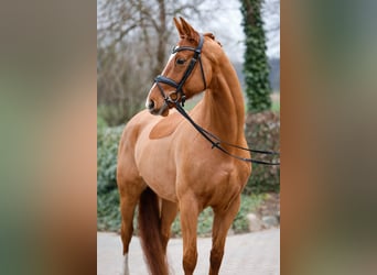 Trakehner, Caballo castrado, 8 años, 168 cm, Alazán