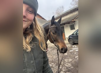 Trakehner, Caballo castrado, 8 años, 168 cm, Castaño oscuro