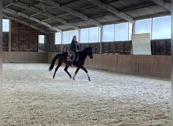 Trakehner, Caballo castrado, 8 años, 168 cm, Castaño oscuro