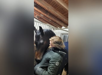 Trakehner, Caballo castrado, 8 años, 168 cm, Castaño oscuro