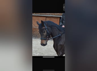 Trakehner, Caballo castrado, 8 años, 168 cm, Castaño oscuro