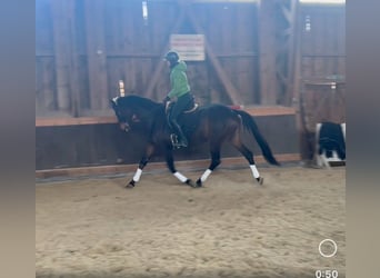 Trakehner, Caballo castrado, 8 años, 168 cm, Castaño oscuro