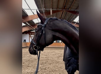 Trakehner, Caballo castrado, 8 años, 168 cm, Negro