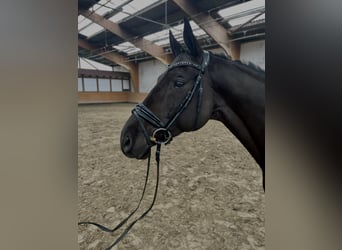 Trakehner, Caballo castrado, 8 años, 168 cm, Negro