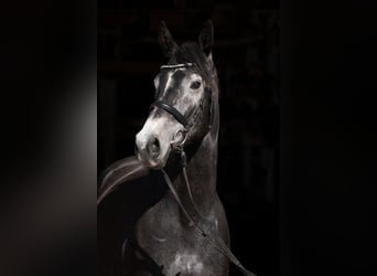 Trakehner, Caballo castrado, 8 años, 170 cm, Tordillo negro