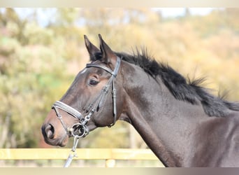 Trakehner, Caballo castrado, 8 años, 172 cm, Castaño