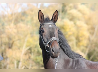 Trakehner, Caballo castrado, 8 años, 172 cm, Castaño