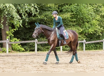 Trakehner, Caballo castrado, 8 años, 172 cm, Morcillo