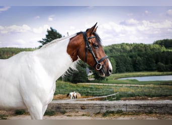Trakehner, Caballo castrado, 9 años, 165 cm, Pío