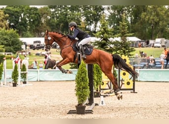 Trakehner, Caballo castrado, 9 años, 167 cm, Castaño