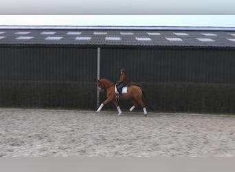 Trakehner, Caballo castrado, 9 años, 170 cm, Alazán