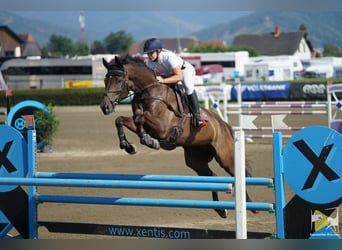 Trakehner, Caballo castrado, 9 años, 170 cm, Castaño oscuro